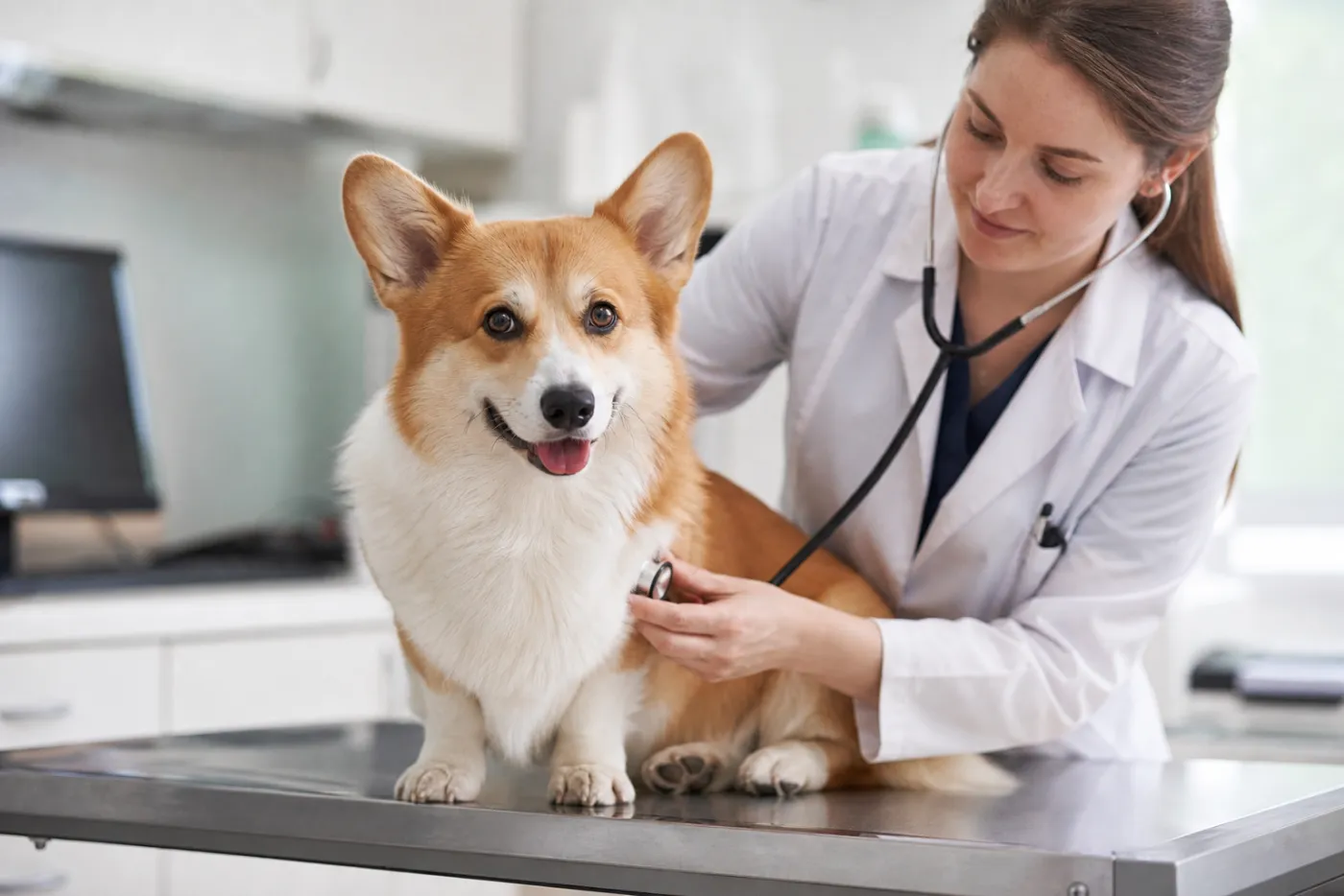 Corgi Pembroke examiné par un vétérinaire lors d'une consultation de contrôle